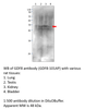 GDF8 / Myostatin Antibody from Fabgennix