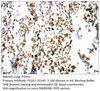 PDE2A1 Antibody from Fabgennix