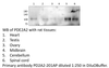 PDE2A2 Antibody from Fabgennix
