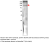 STAT3 Antibody from Fabgennix