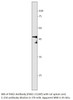 PAX2 Antibody from Fabgennix