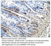 GPCR GPR8 Antibody from Fabgennix