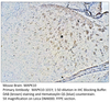 MAPK10 Antibody from Fabgennix