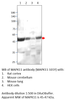 MAPK11 Antibody from Fabgennix