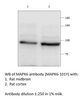 MAPK6 Antibody from Fabgennix