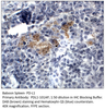 PD-L1 Antibody from Fabgennix