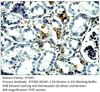 IFITM3 Antibody from Fabgennix