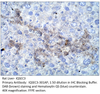 IQSEC3 Antibody from Fabgennix