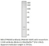 PRAS40 Antibody from Fabgennix