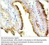 Apelin Antibody from Fabgennix