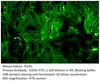 FOLR1 Antibody FITC from Fabgennix