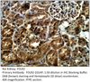 FOLR2 Antibody from Fabgennix