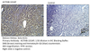 beta Actin Antibody from Fabgennix