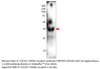 CD134 / OX40L receptor Antibody from Fabgennix