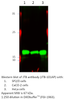 JTB Antibody from Fabgennix