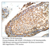 P70 S6 Kinase beta Antibody from Fabgennix