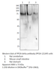 PP2A-delta Antibody from Fabgennix