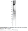 PP2A-epsilon Antibody from Fabgennix