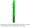 HYPE Antibody from Fabgennix