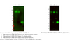 His tag Antibody from Fabgennix