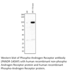 Phospho-Androgen Receptor Antibody from Fabgennix