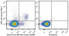 C57BL/6 murine splenocytes are stained with APC Anti-Mouse CD161/NK1.1 Antibody[Used at .2 μg/1<sup>6</sup> cells dilution] and AF488 Anti-Mouse CD49b Antibody. Unstained splenocytes are used as control(Right).