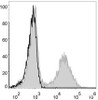 Mouse splenocytes are stained with AF488 Anti-Mouse MHC II (I-A/I-E) Antibody(filled gray histogram). Unstained splenocytes (blank black histogram) are used as control.