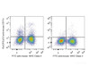 C57BL/6 murine splenocytes are stained with PerCP/Cyanine5.5 Anti-Mouse CD11c Antibody[Used at .2 μg/1<sup>6</sup> cells dilution] and FITC Anti-Mouse MHC II (I-A/I-E) Antibody. Splenocytes stained with FITC Anti-Mouse MHC II (I-A/I-E) Antibody(Right) are used as control.