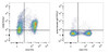 C57BL/6 murine splenocytes are stained with PE/Cyanine7 Anti-Mouse CD28 Antibody[Used at .2 μg/1<sup>6</sup> cells dilution] and FITC Anti-Mouse CD3 Antibody(Left). Splenocytes stained with FITC Anti-Mouse CD3 Antibody and PE/Cyanine7 Rat IgG1 Isotype Control(Right) are used as control.