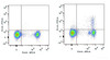 C57BL/6 murine splenocytes are stained with FITC Anti-Mouse CD25 Antibody[Used at .2 μg/1<sup>6</sup> cells dilution] and APC Anti-Mouse CD4 Antibody(Right). Splenocytes stained with APC Anti-Mouse CD4 Antibody are used as control.