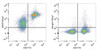 C57BL/6 murine splenocytes are stained with PE/Cyanine7 Anti-Mouse CD272 Antibody[Used at .2 μg/1<sup>6</sup> cells dilution] and FITC Anti-Mouse CD3 Antibody(Left). Splenocytes stained with FITC Anti-Mouse CD3 Antibody and PE/Cyanine7 Rat IgG1 Isotype Control(Right) are used as control.