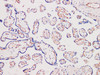 Immunohistochemistry of paraffinembedded Human placental tissue with CD31 Monoclonal Antibody(Antigen repaired by EDTA).