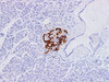 Immunohistochemistry of paraffinembedded Human pancreatic tissue with Glucagon Monoclonal Antibody(Antigen repaired by EDTA).