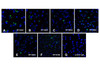 Immunofluorescence of PD-1 in over expressing HEK293 cells using (A) RF16001, (B) RF16002, (C) RF16003, (D) RF16004, (E) RF16005, (F) RF16006, and (G) control mouse IgG antibody at 20 &#956;g/ml.