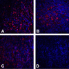 Immunofluorescence of CTLA-4 in human tonsil tissue using (A) RF16011, (B) RF16012, (C) RF16013, and (D) control mouse IgG antibody at at 20 &#956;g/ml.