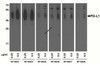 Western blot analysis of PD-L1 in over expressing HEK293 cells using RF16031, RF16032, RF16035, RF16036, RF16037, and RF16038 antibodies at 0.25 &#956;g/ml and 0.5 &#956;g/ml.