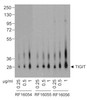 Western blot analysis of TIGIT in over expressing HEK293 cells using RF16054, RF16055, and RF16056 antibodies at (A) 0.25 μg/ml, (B) 0.5 μg/ml, and (C) 1 μg/ml. Western blot analysis of TIGIT in over expressing HEK293 cells using RF16054, RF16055, and RF16056 antibodies at (A) 0.25 μg/ml, (B) 0.5 μg/ml, and (C) 1 μg/ml.