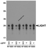 Western blot analysis of LIGHT in overexpressing HEK293 cells using RF16061, RF16062, RF16063, and RF16064 antibody at 0.5 and 1 &#956;g/ml, respectively.