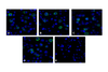 Immunofluorescence of VISTA in over expressing HEK293 cells using (A) RF16071, (B) RF16072, (C) RF16073, (D) RF16074, and (E) control mouse IgG antibody at 2 &#956;g/ml.