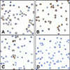 Immunocytochemistry of TMIGD2 in transfected HEK293 cells using (A) RF16121, (B) RF16121, (C) RF16123, and (D) control mouse IgG antibody at 2 &#956;g/ml.