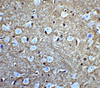 Immunohistochemistry of GLUL in mouse brain tissue with GLUL antibody at 5 &#956;g/mL.