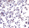 Immunocytochemistry of PD-L1 in transfected 293 cells with PD-L1 antibody at 10 &#956;g/ml.