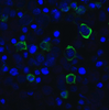 Immunofluorescence of TIGIT in transfected HEK293 cells with TIGIT single domain antibody at 20 &#956;g/mL.