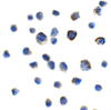 Immunocytochemistry of TIGIT in transfected HEK293 cells with TIGIT single domain antibody at 10 &#956;g/mL.