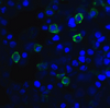 Immunofluorescence of TIGIT in transfected HEK293 cells with TIGIT single domain antibody at 20 &#956;g/mL.