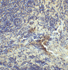 Immunohistochemistry of LAG-3 in human lymph node tissue with LAG-3 single domain antibody at 1 &#956;g/mL.