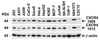 <strong>Figure 2 Independent Antibody Validation (IAV) via Protein Expression Profile</strong><br> Loading: 15 &#956;g of lysates per lane. Antibodies: 1009 (1 &#956;g/mL), 1012 (1 &#956;g/mL), and beta-actin (1 &#956;g/mL), 1 h incubation at RT in 5% NFDM/TBST. Secondary: Goat anti-rabbit IgG HRP conjugate at 1:10000 dilution.