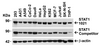<strong>Figure 2 Independent Antibody Validation (IAV) via Protein Expression Profile in Human Cell Lines</strong><br>
Loading: 15 &#956;g of lysates per lane.
Antibodies: STAT1 alpha 1021 (1 &#956;g/mL), competitor antibody (2 &#956;g/mL), and beta-actin (1.5 &#956;g/mL),  1h incubation at RT  in 5% NFDM/TBST.
Secondary: Goat anti-rabbit IgG HRP conjugate at 1:10000 dilution.