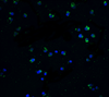 Immunofluorescence of DR3 in Jurkat cells with DR3 antibody at 20 &#956;g/mL.<br><br>Green: DR3 Antibody (1120) <br> Blue: DAPI staining