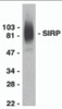 Western blot analysis of SIRP alpha in THP-1 whole cell lysate with SIRP alpha antibody at 0.5 &#956;g/mL.